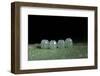 Hypolimnas Bolina (Great Eggfly, Blue Moon Butterfly) - Eggs on Leaf-Paul Starosta-Framed Photographic Print