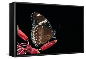 Hypolimnas Bolina (Great Eggfly, Blue Moon Butterfly)-Paul Starosta-Framed Stretched Canvas