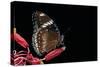 Hypolimnas Bolina (Great Eggfly, Blue Moon Butterfly)-Paul Starosta-Stretched Canvas