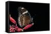 Hypolimnas Bolina (Great Eggfly, Blue Moon Butterfly)-Paul Starosta-Framed Stretched Canvas