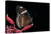 Hypolimnas Bolina (Great Eggfly, Blue Moon Butterfly)-Paul Starosta-Stretched Canvas