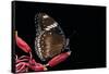 Hypolimnas Bolina (Great Eggfly, Blue Moon Butterfly)-Paul Starosta-Framed Stretched Canvas