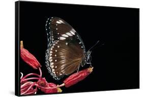 Hypolimnas Bolina (Great Eggfly, Blue Moon Butterfly)-Paul Starosta-Framed Stretched Canvas