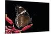 Hypolimnas Bolina (Great Eggfly, Blue Moon Butterfly)-Paul Starosta-Stretched Canvas