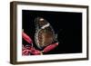 Hypolimnas Bolina (Great Eggfly, Blue Moon Butterfly)-Paul Starosta-Framed Photographic Print