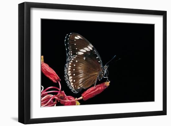 Hypolimnas Bolina (Great Eggfly, Blue Moon Butterfly)-Paul Starosta-Framed Photographic Print