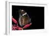 Hypolimnas Bolina (Great Eggfly, Blue Moon Butterfly)-Paul Starosta-Framed Photographic Print