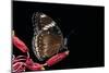 Hypolimnas Bolina (Great Eggfly, Blue Moon Butterfly)-Paul Starosta-Mounted Photographic Print