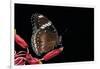 Hypolimnas Bolina (Great Eggfly, Blue Moon Butterfly)-Paul Starosta-Framed Photographic Print