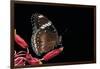 Hypolimnas Bolina (Great Eggfly, Blue Moon Butterfly)-Paul Starosta-Framed Photographic Print