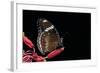 Hypolimnas Bolina (Great Eggfly, Blue Moon Butterfly)-Paul Starosta-Framed Photographic Print