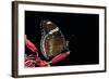 Hypolimnas Bolina (Great Eggfly, Blue Moon Butterfly)-Paul Starosta-Framed Photographic Print