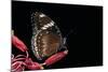 Hypolimnas Bolina (Great Eggfly, Blue Moon Butterfly)-Paul Starosta-Mounted Photographic Print