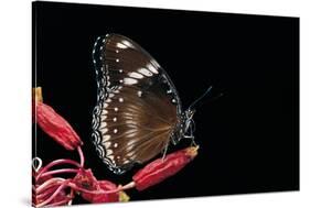 Hypolimnas Bolina (Great Eggfly, Blue Moon Butterfly)-Paul Starosta-Stretched Canvas