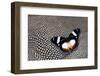 Hypolimnas Dexithea Butterfly on Helmeted Guineafowl-Darrell Gulin-Framed Photographic Print