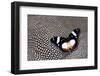 Hypolimnas Dexithea Butterfly on Helmeted Guineafowl-Darrell Gulin-Framed Photographic Print