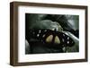 Hypolimnas Dubius (Eggfly Butterfly)-Paul Starosta-Framed Photographic Print