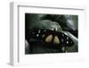 Hypolimnas Dubius (Eggfly Butterfly)-Paul Starosta-Framed Photographic Print