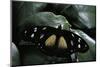 Hypolimnas Dubius (Eggfly Butterfly)-Paul Starosta-Mounted Photographic Print