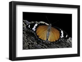 Hypolimnas Misippus (Danaid Eggfly, Mimic) - Female Looking like the Toxic Butterflies Danaus Chrys-Paul Starosta-Framed Photographic Print