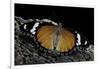 Hypolimnas Misippus (Danaid Eggfly, Mimic) - Female Looking like the Toxic Butterflies Danaus Chrys-Paul Starosta-Framed Photographic Print