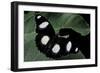 Hypolimnas Misippus (Danaid Eggfly, Mimic) - Male-Paul Starosta-Framed Photographic Print