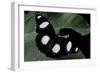 Hypolimnas Misippus (Danaid Eggfly, Mimic) - Male-Paul Starosta-Framed Photographic Print