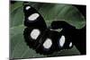 Hypolimnas Misippus (Danaid Eggfly, Mimic) - Male-Paul Starosta-Mounted Photographic Print