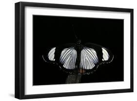 Hypolimnas Usambara (Red Spot Diadem) - Male-Paul Starosta-Framed Photographic Print