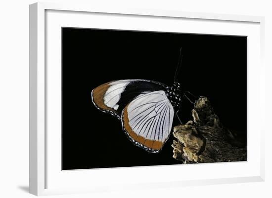 Hypolimnas Usambara (Red Spot Diadem)-Paul Starosta-Framed Photographic Print