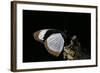 Hypolimnas Usambara (Red Spot Diadem)-Paul Starosta-Framed Photographic Print