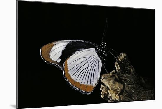 Hypolimnas Usambara (Red Spot Diadem)-Paul Starosta-Mounted Photographic Print