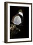 Hypolimnas Usambara (Red Spot Diadem)-Paul Starosta-Framed Photographic Print