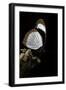 Hypolimnas Usambara (Red Spot Diadem)-Paul Starosta-Framed Photographic Print