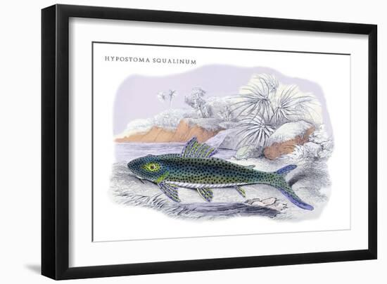 Hypostoma Squalinum-Robert Hermann Schomburgk-Framed Art Print