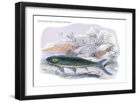 Hypostoma Squalinum-Robert Hermann Schomburgk-Framed Art Print