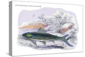 Hypostoma Squalinum-Robert Hermann Schomburgk-Stretched Canvas