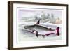 Hypothaimus Davalla-Robert Hermann Schomburgk-Framed Premium Giclee Print