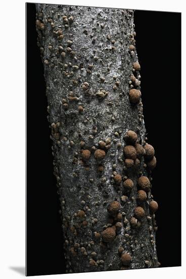 Hypoxylon Fragiforme (Beech Woodwart)-Paul Starosta-Mounted Premium Photographic Print