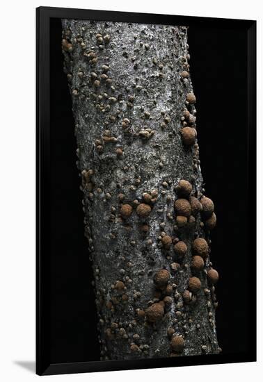 Hypoxylon Fragiforme (Beech Woodwart)-Paul Starosta-Framed Photographic Print