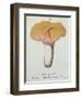 Hyprophyllum Aquifolii, Plate 38 from 'Iconographie Des Champignons De J. J. Paulet'-Fossier-Framed Giclee Print