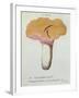 Hyprophyllum Aquifolii, Plate 38 from 'Iconographie Des Champignons De J. J. Paulet'-Fossier-Framed Giclee Print