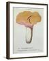 Hyprophyllum Aquifolii, Plate 38 from 'Iconographie Des Champignons De J. J. Paulet'-Fossier-Framed Giclee Print