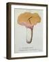 Hyprophyllum Aquifolii, Plate 38 from 'Iconographie Des Champignons De J. J. Paulet'-Fossier-Framed Giclee Print