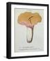 Hyprophyllum Aquifolii, Plate 38 from 'Iconographie Des Champignons De J. J. Paulet'-Fossier-Framed Giclee Print