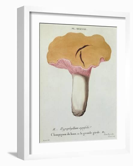 Hyprophyllum Aquifolii, Plate 38 from 'Iconographie Des Champignons De J. J. Paulet'-Fossier-Framed Giclee Print