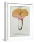 Hyprophyllum Aquifolii, Plate 38 from 'Iconographie Des Champignons De J. J. Paulet'-Fossier-Framed Giclee Print