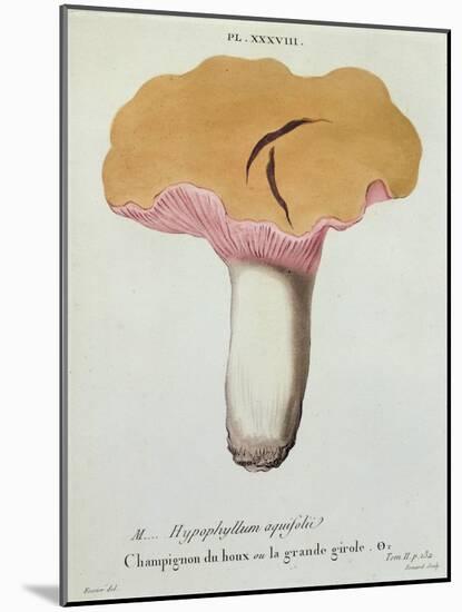 Hyprophyllum Aquifolii, Plate 38 from 'Iconographie Des Champignons De J. J. Paulet'-Fossier-Mounted Giclee Print
