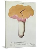 Hyprophyllum Aquifolii, Plate 38 from 'Iconographie Des Champignons De J. J. Paulet'-Fossier-Stretched Canvas