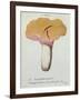 Hyprophyllum Aquifolii, Plate 38 from 'Iconographie Des Champignons De J. J. Paulet'-Fossier-Framed Giclee Print